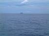 11-18 389 This is meant to be the Dolphins that we met Hmmm.jpg